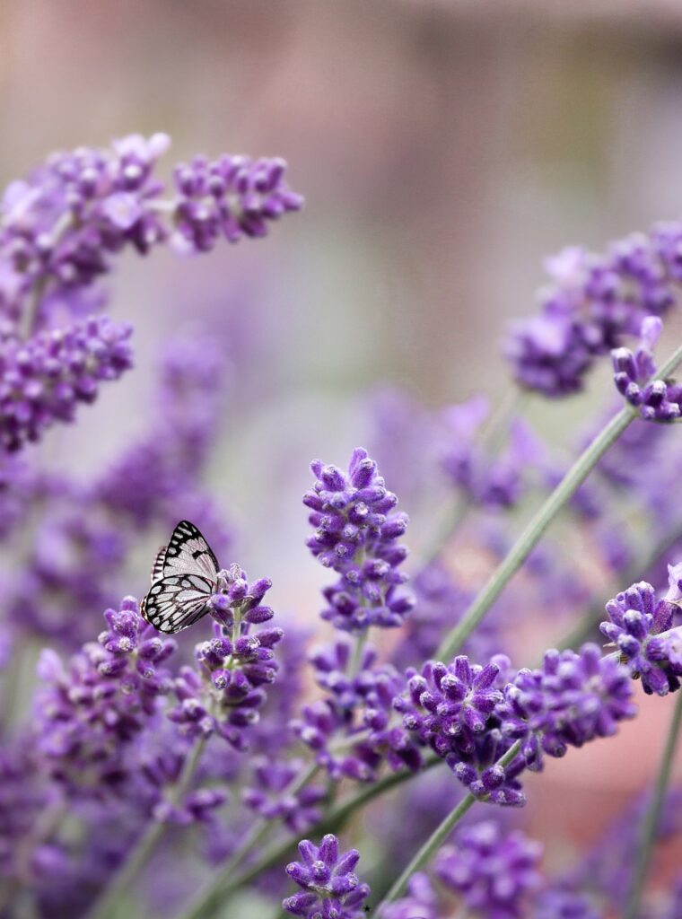 butterfly, lavender, pollination