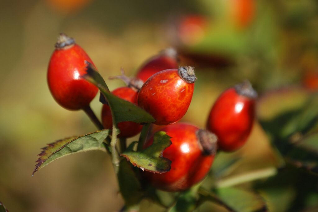 Close-up of vibrant red rosehips against a blurred background showcasing nature's beauty.